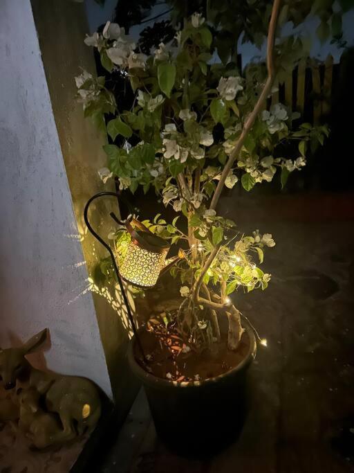 The Oasis - Reconnect * Pune
